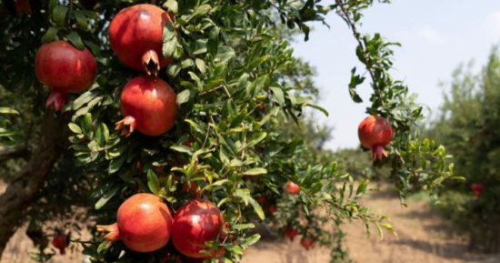 تصدير 9134 طنا من الرمان منذ بداية الموسم حتى الآن