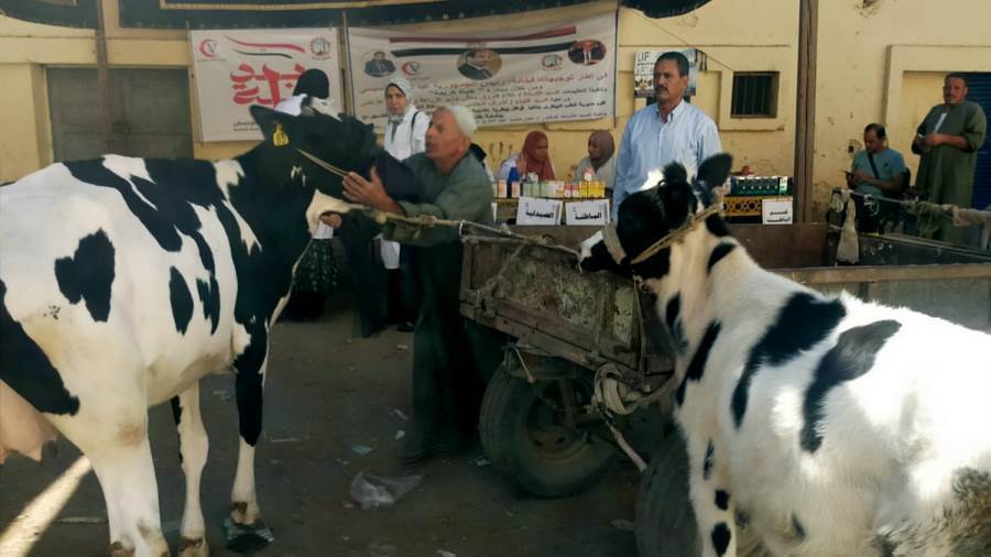 بالصور.. علاج 1602 طائر وماشية في قرية "كفرالعرب" بالغربية